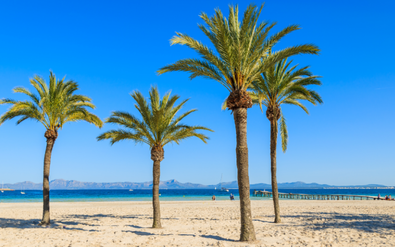 4 palmiers sur une plage de sable à Majorque