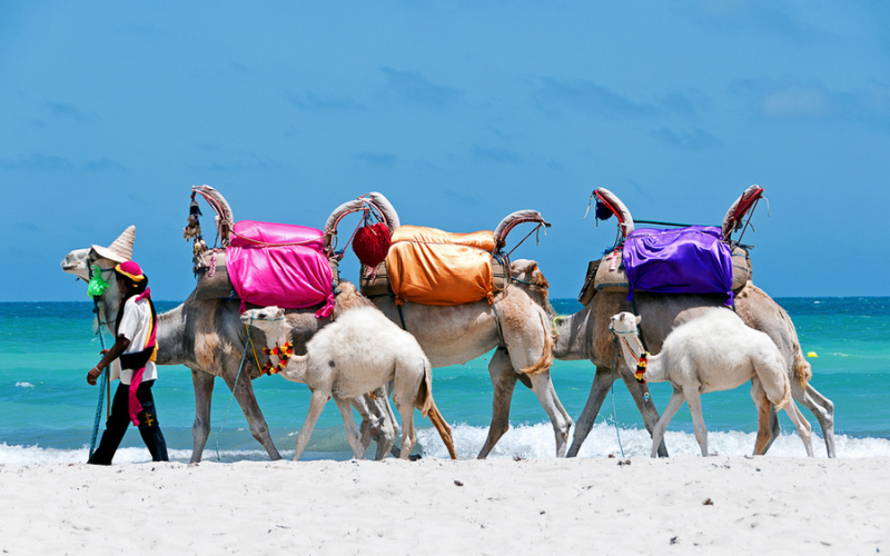 Un guide et ses chameaux sur une plage à Djerba