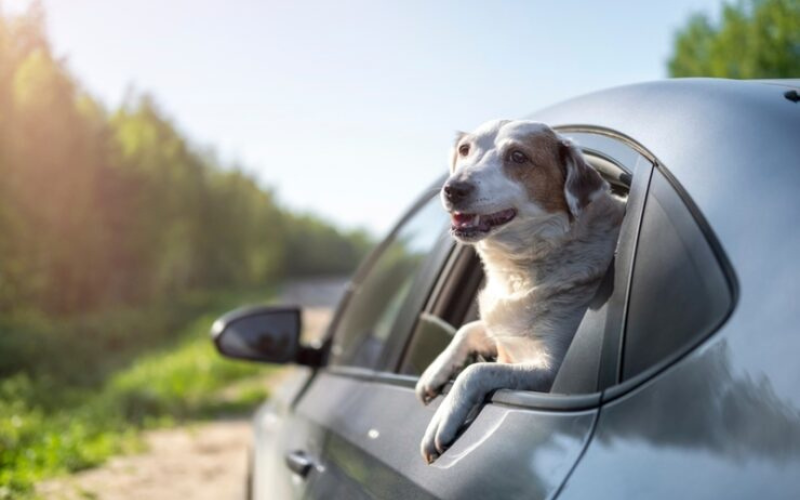 Chien dépassant sa tête par la fenêtre d'une voiture