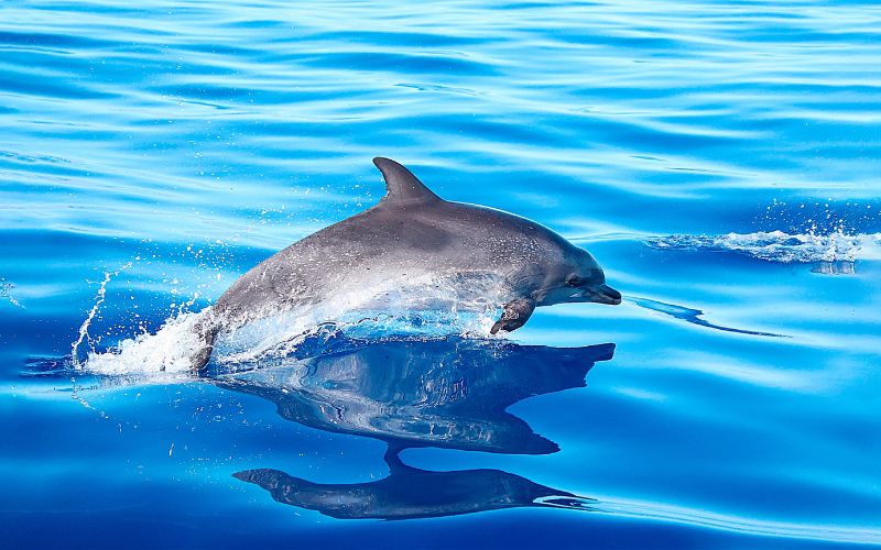 Dauphin à Madère, Portugal