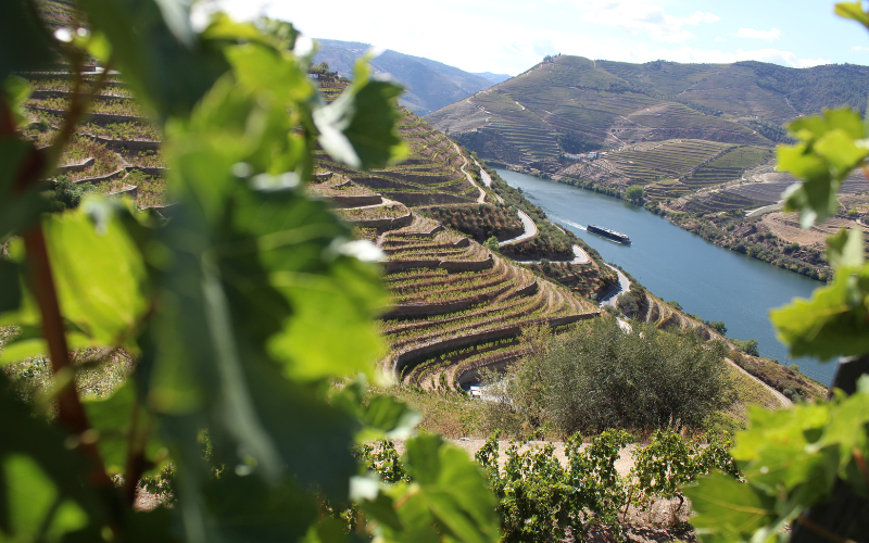 Les vignobles en terrasse au nord du Portugal
